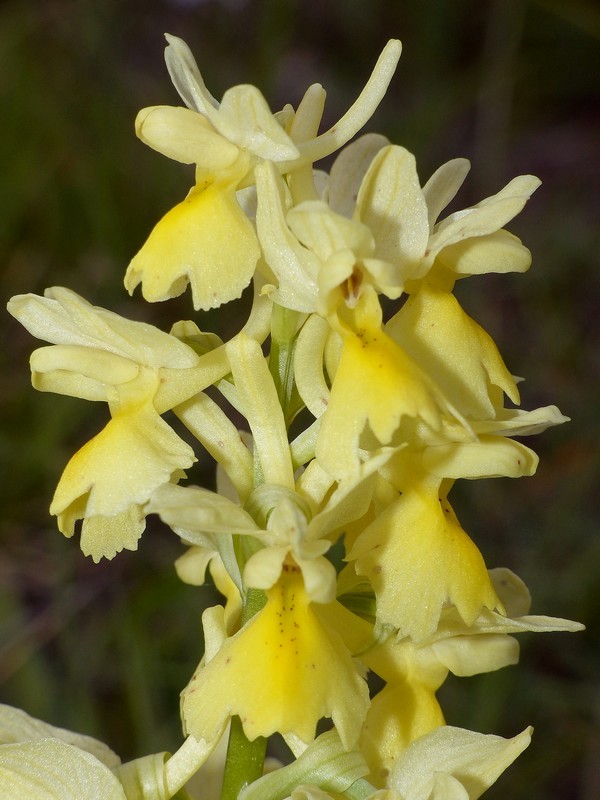 Prima fioritura di orchidee a Palena nel Parco Nazionale della Majella - maggio 2022.